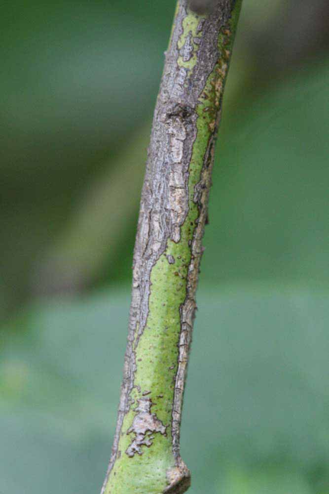              Second - third year twig (Cascade, Riverside, CA)       